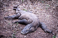 Loh Liang Komodo National Park